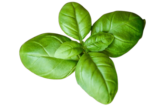 Feuilles de basilic